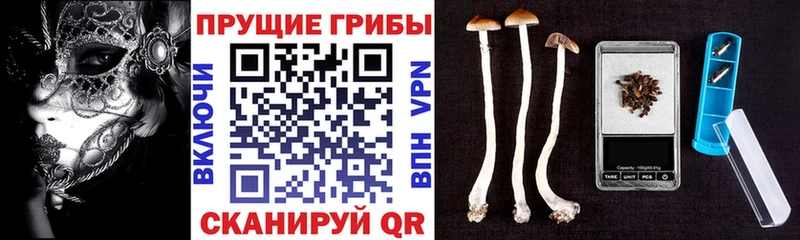как найти закладки  Тверь  Псилоцибиновые грибы Psilocybine cubensis 